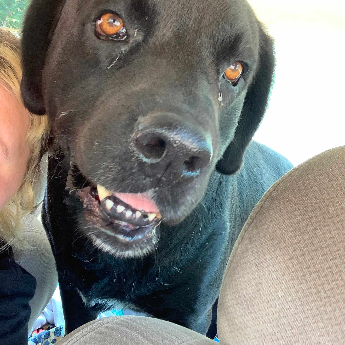 Bowie joined the competition — help win amazing prizes! animal, bodypart, canine, chair, couch, cushion, dog, face, furniture, head, homedecor, hound, labradorretriever, mouth, person, pet, photography, portrait, puppy, teeth