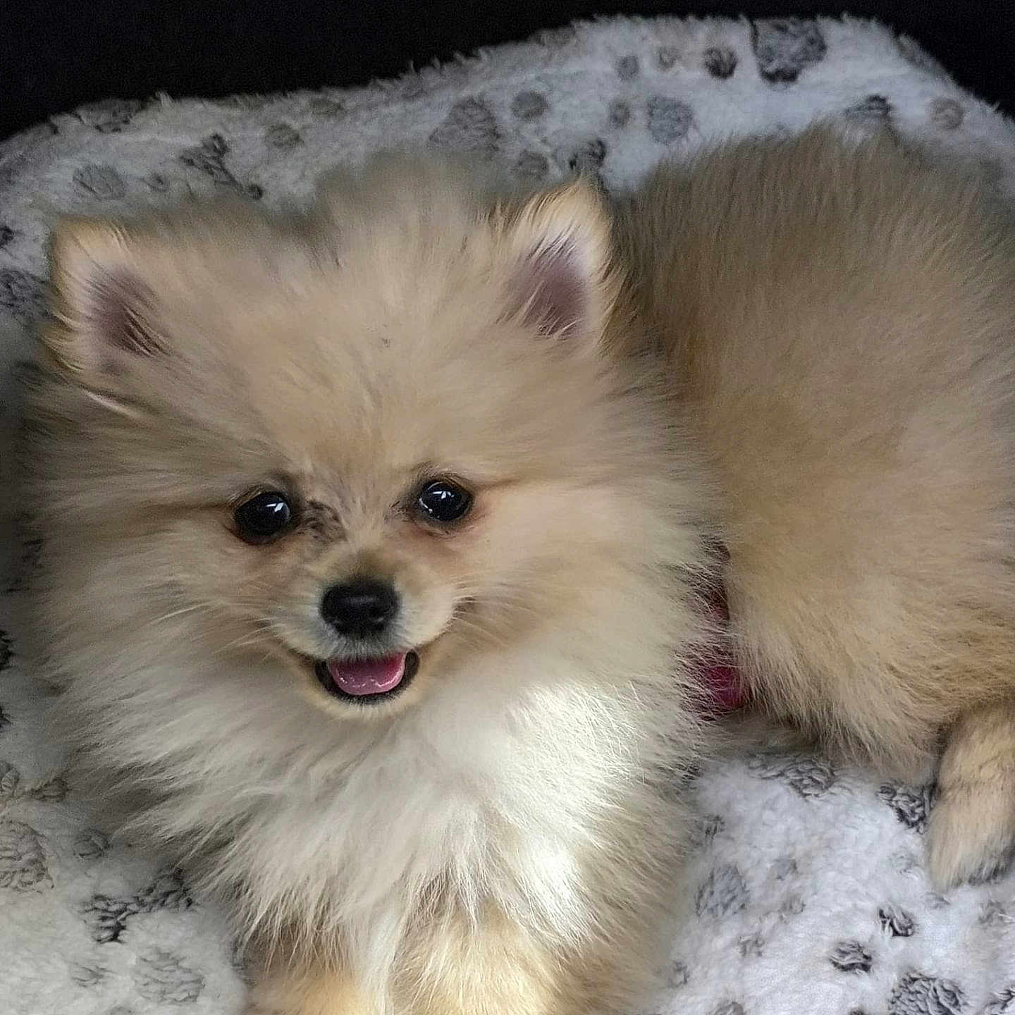 Ava participe au concours pour gagner de l'argent avec cette photo : animal, blanket, cozy, cute, dog, ears, face, fluffy, fur, happy, indoors, lying_down, mouth, nose, paw, pet, pomeranian, puppy, small_dog, smiling