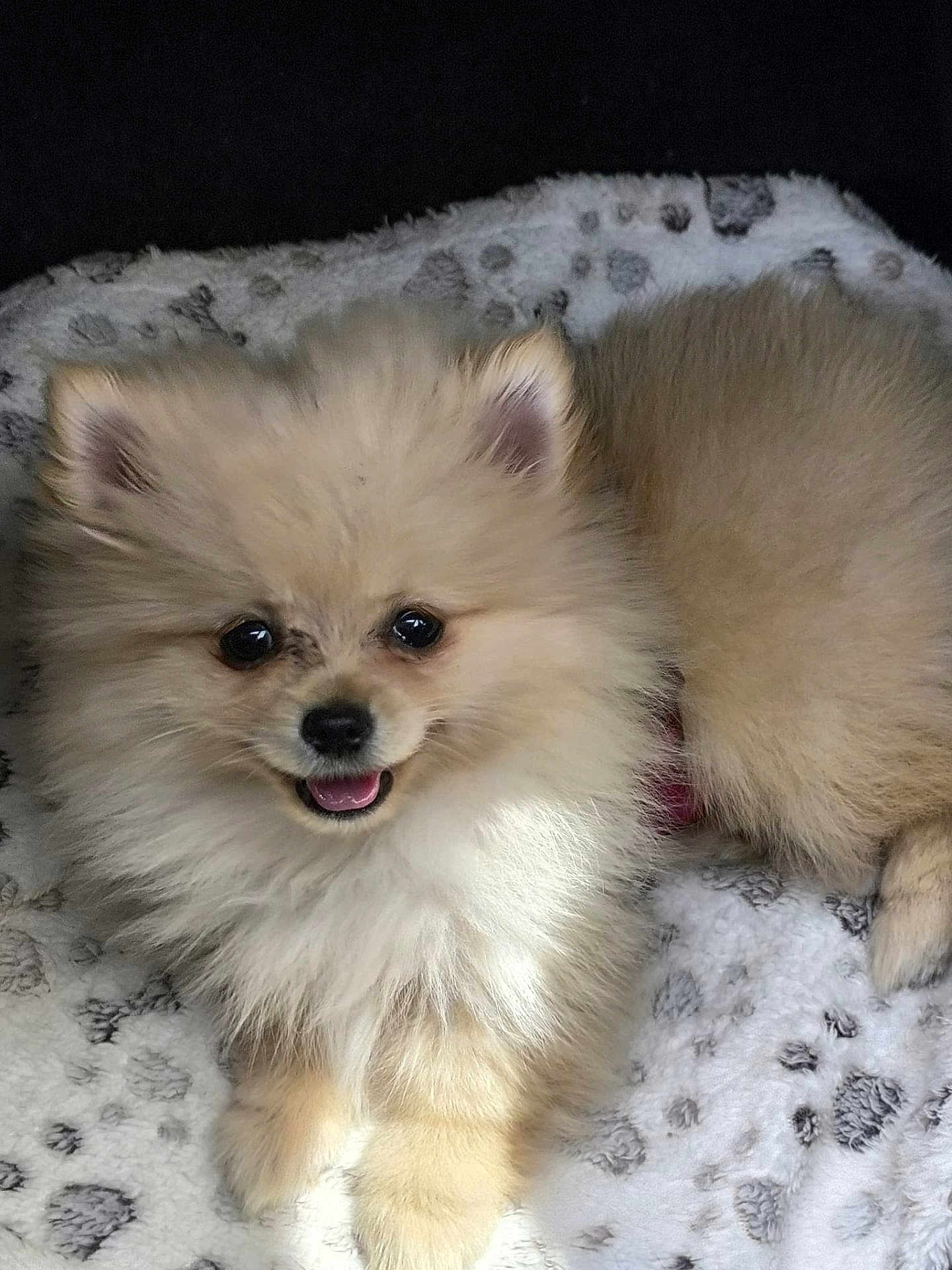 Ava participe au concours pour gagner de l'argent avec cette photo : dog, puppy, pomeranian, fluffy, cute, smiling, pet, animal, fur, small_dog, lying_down, indoors, blanket, cozy, happy, face, ears, nose, mouth, paw