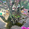 cat, tabby_cat, tree, moss, pink_flowers, green_leaves, spring, outdoor, nature, branch, animal, curious, pet, garden, blooming, feline, plant, flora, daylight, closeup