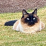 cat, siamese_cat, animal, pet, grass, outdoor, nature, feline, fluffy, blue_eyes, relaxed, sunlight, mammal, resting, wildlife, domestic_animal, cute, portrait, laying_down, ears
