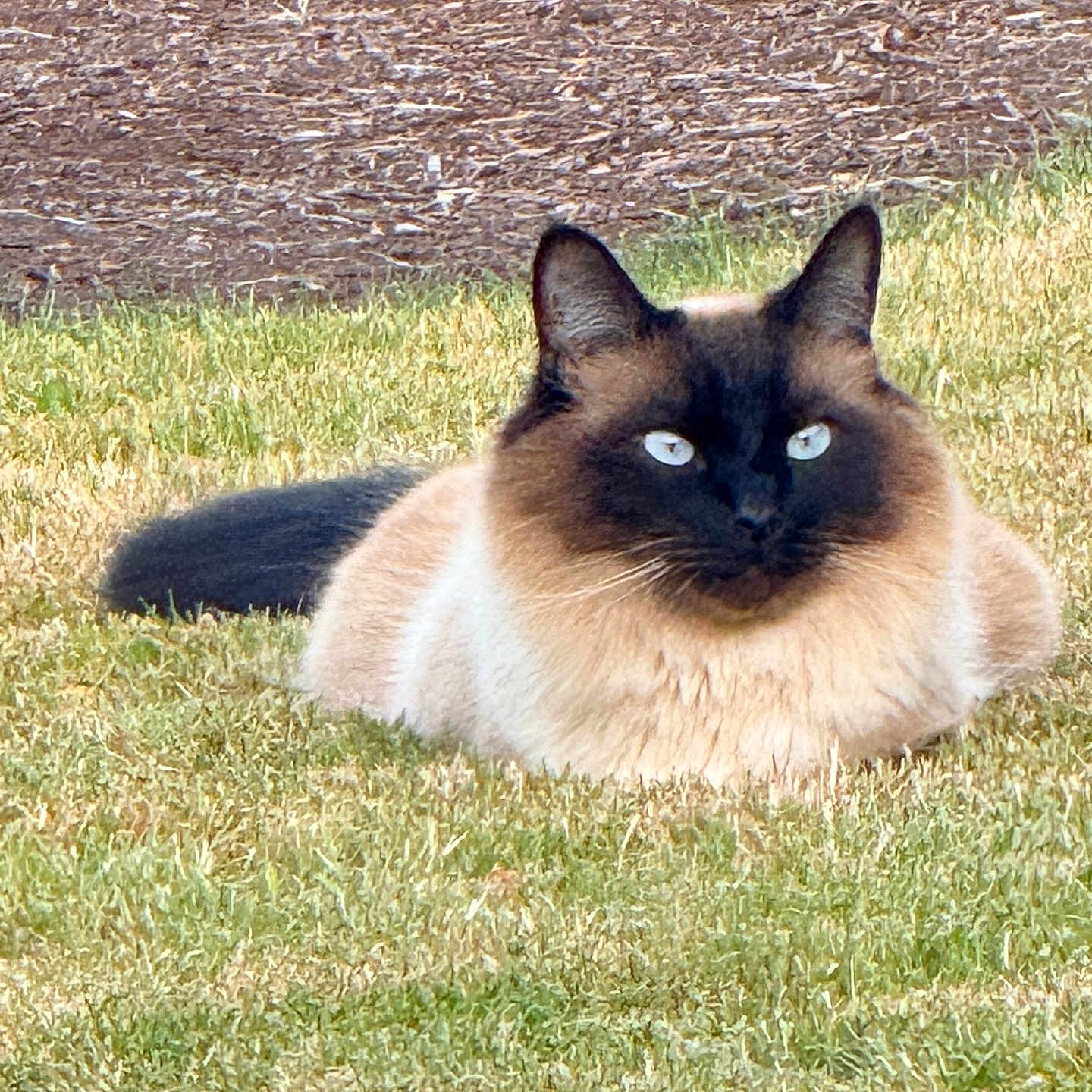 Oliver