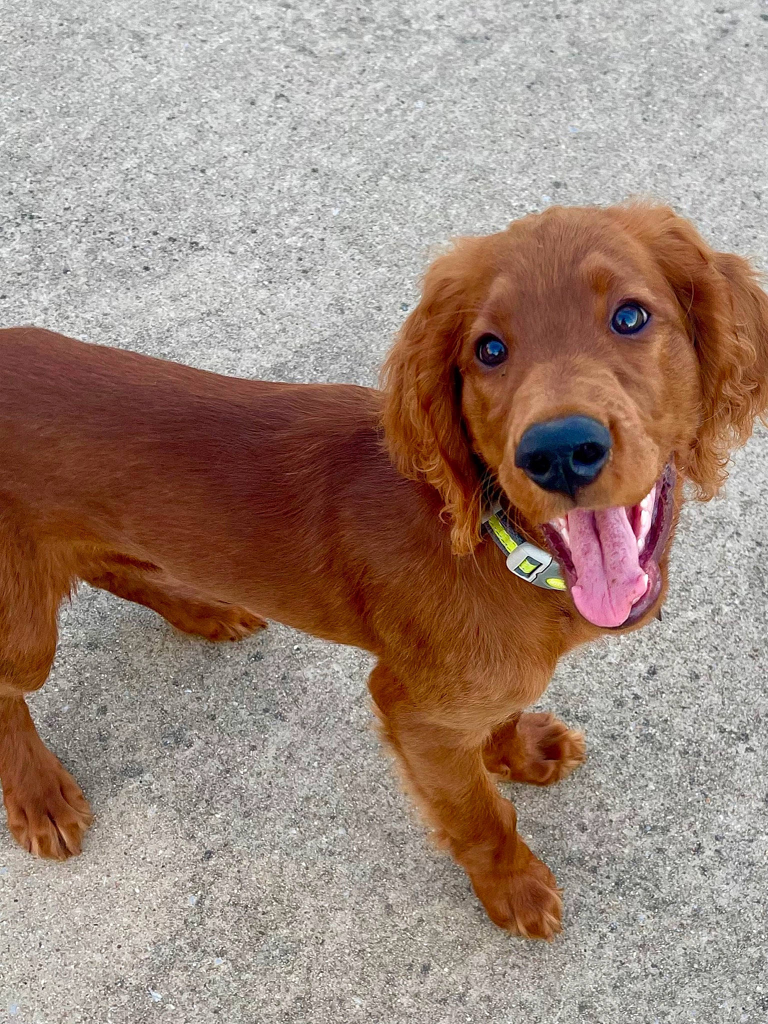 Finnegan joined the competition — help win amazing prizes! canidae, carnivore, collar, companion_dog, dog, dog_breed, dog_collar, fawn, fur, gun_dog, hunting_dog, leash, liver, paw, snout, sporting_group, terrestrial_animal, varnish, working_animal, working_dog