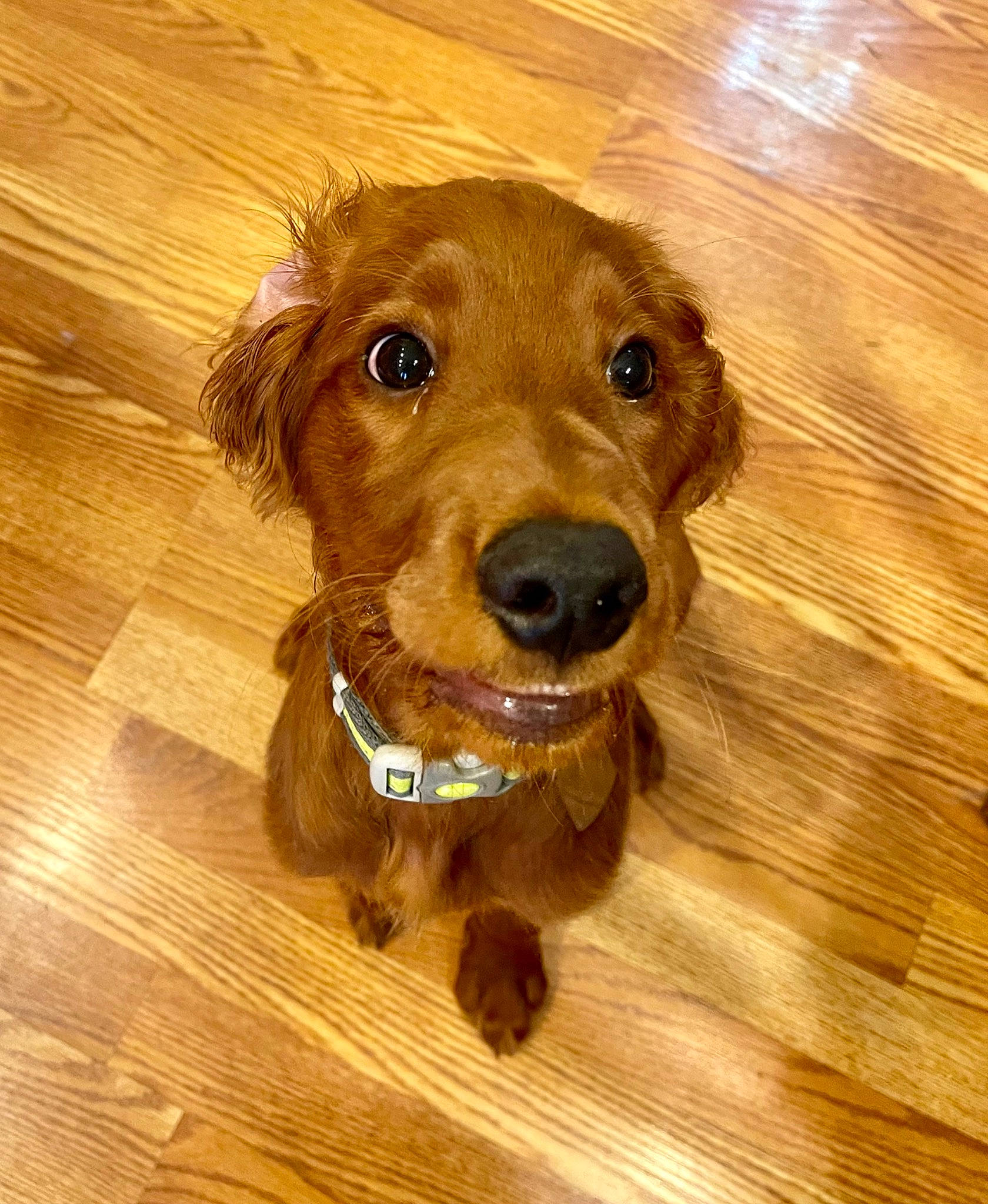 Finnegan joined the competition — help win amazing prizes! carnivore, companion_dog, dog, dog_breed, fawn, flooring, hardwood, ingredient, laminate_flooring, liver, pet_supply, plank, plywood, snout, varnish, whiskers, wood, wood_flooring, wood_stain, working_animal