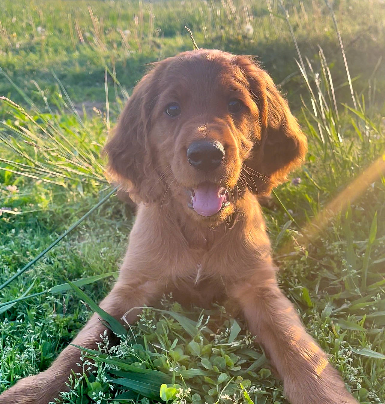 Finnegan joined the competition — help win amazing prizes! canidae, carnivore, companion_dog, dog, dog_breed, grass, gun_dog, happy, hunting_dog, liver, people_in_nature, plant, pointing_breed, retriever, snout, sporting_group, terrestrial_animal, working_animal, working_dog