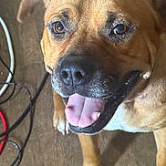 Sandy joined the competition — help win amazing prizes! dog, brown_dog, pet, canine, close_up, portrait, tongue_out, panting, happy, funny, eyes, nose, fawn_coat, short_hair, floppy_ears, front_paws, wooden_floor, indoor, electronic_cables, playful