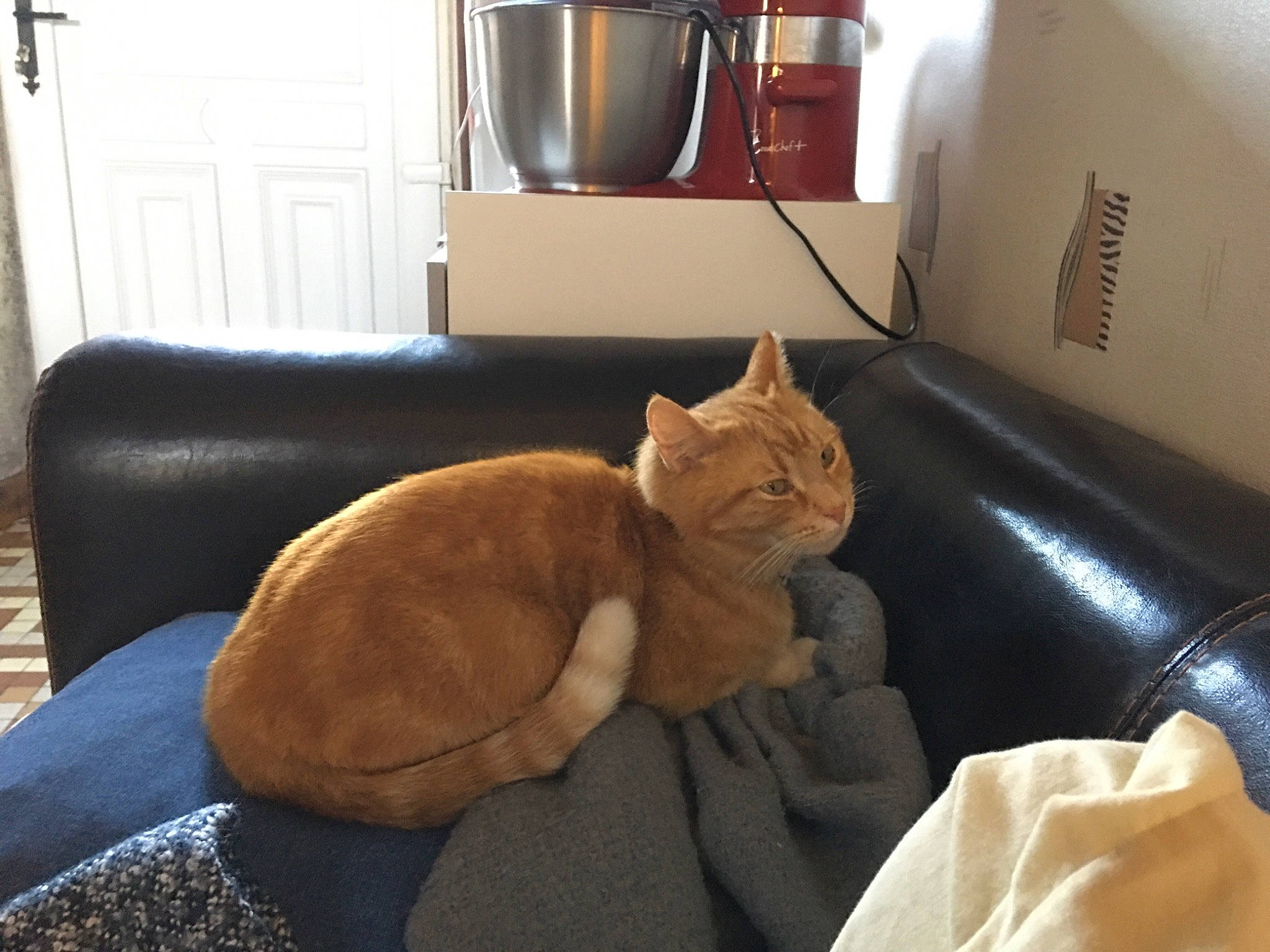 Nougat participe au concours pour gagner de l'argent avec cette photo : carnivore, cat, comfort, couch, fawn, felidae, floor, furniture, hardwood, interior_design, lamp, linens, living_room, plant, room, small_to_medium_sized_cats, studio_couch, tail, whiskers, wood