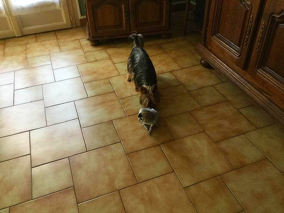 Oslo a rejoint le concours — aidez-le/la à gagner de superbes lots ! canidae, cat, dog_breed, floor, flooring, hardwood, laminate_flooring, room, snout, sporting_group, tail, tile, wood, wood_flooring