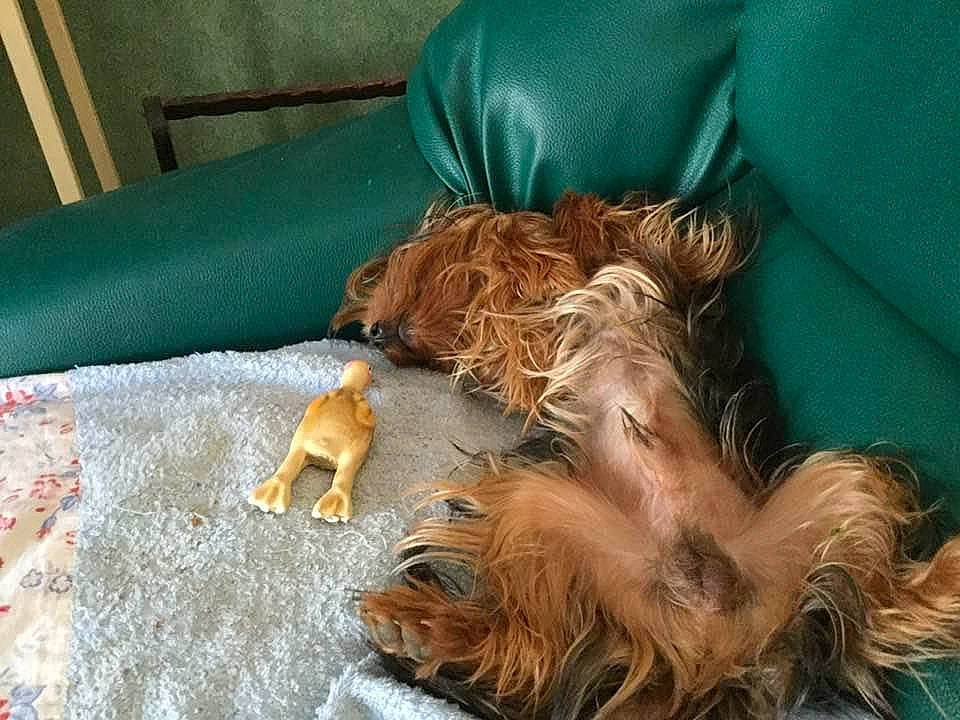 Oslo participe au concours pour gagner de l'argent avec cette photo : australian_silky_terrier, australian_terrier, canidae, carnivore, companion_dog, dog, dog_breed, fawn, griffon_bruxellois, liver, mammal, norwich_terrier, puppy, sporting_group, terrier, vertebrate, yorkshire_terrier