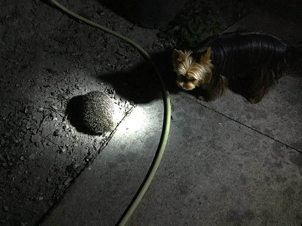 Oslo a rejoint le concours — aidez-le/la à gagner de superbes lots ! darkness, organism, photography, shadow, still_life_photography, stock_photography, wing