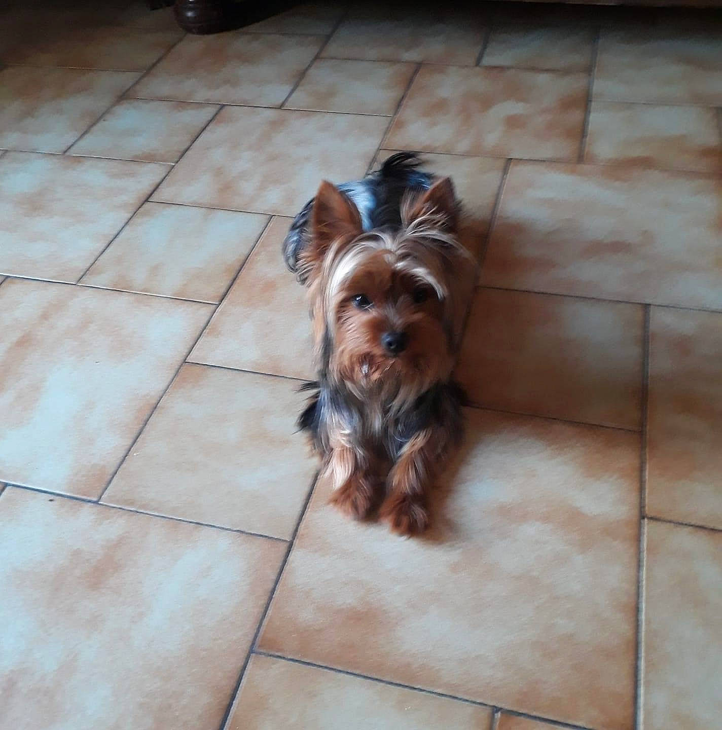 Oslo a rejoint le concours — aidez-le/la à gagner de superbes lots ! australian_silky_terrier, australian_terrier, biewer_terrier, cairn_terrier, canidae, carnivore, companion_dog, dog, dog_breed, floor, flooring, liver, mammal, rare_breed_dog, small_terrier, sporting_group, terrier, tile, toy_dog, yorkshire_terrier