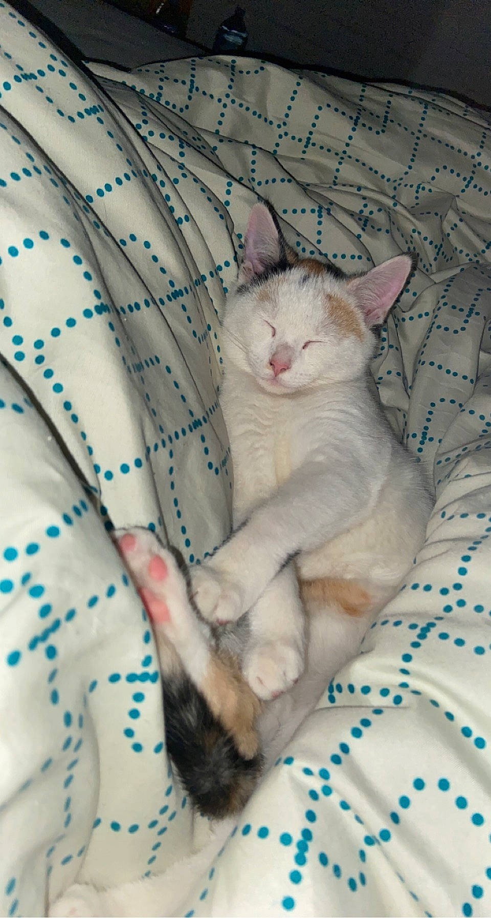 Nala a rejoint le concours — aidez-le/la à gagner de superbes lots ! carnivore, cat, claw, comfort, domestic_short_haired_cat, fawn, felidae, fur, linens, nap, pattern, paw, small_to_medium_sized_cats, snout, tail, terrestrial_animal, whiskers