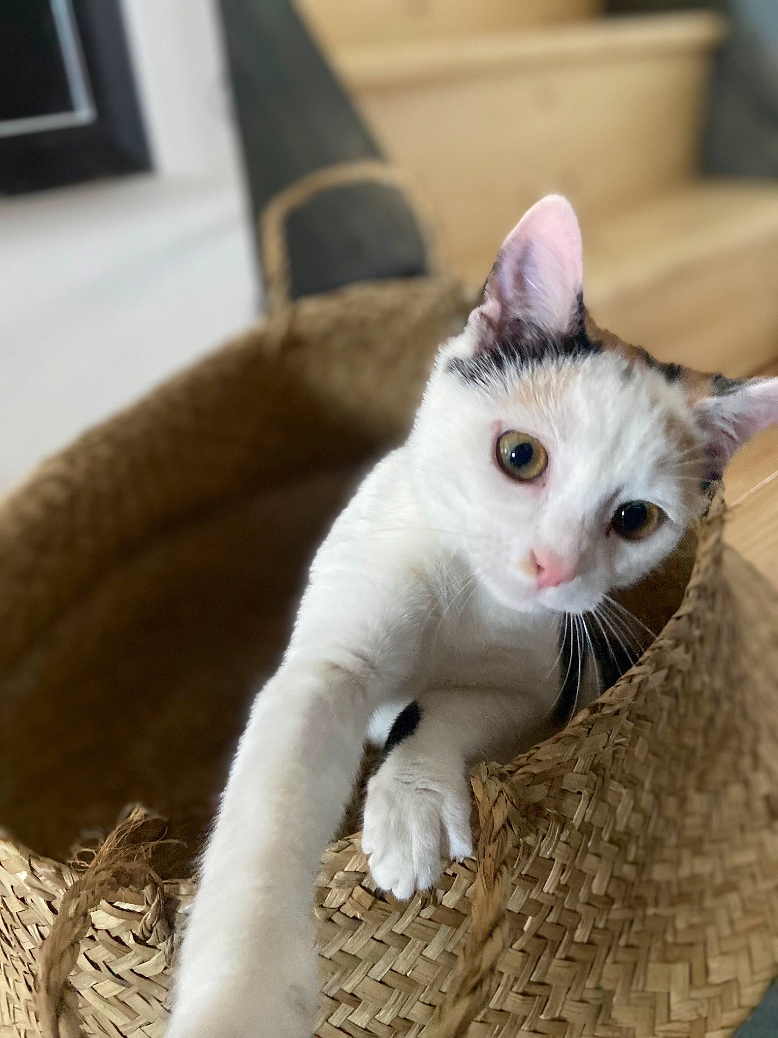 Nala a rejoint le concours — aidez-le/la à gagner de superbes lots ! carnivore, cat, claw, collar, couch, domestic_short_haired_cat, fawn, felidae, fur, paw, pet_supply, small_to_medium_sized_cats, snout, tail, terrestrial_animal, whiskers