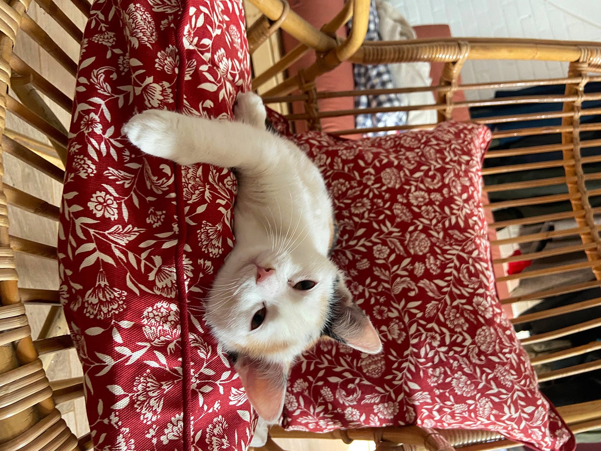 Nala participe au concours pour gagner de l'argent avec cette photo : bed, carnivore, comfort, companion_dog, dog_breed, fawn, felidae, linens, mammal, pattern, room, small_to_medium_sized_cats, snout, tail, textile, toy, toy_dog, vertebrate, whiskers, wood