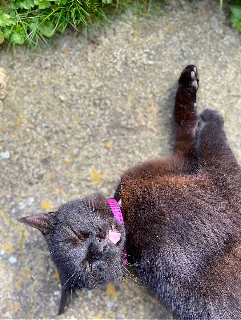 Pumba a rejoint le concours — aidez-le/la à gagner de superbes lots ! black_cat, canidae, carnivore, cat, dog_breed, domestic_short_haired_cat, felidae, fur, grass, liver, mammal, organism, plant, road_surface, small_to_medium_sized_cats, soil, sporting_group, tail, terrestrial_animal, whiskers