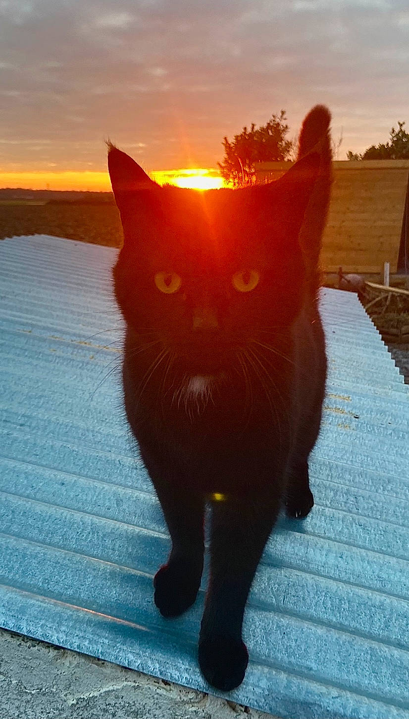 Pumba participe au concours pour gagner de l'argent avec cette photo : carnivore, cat, cloud, eye, fawn, felidae, grass, light, morning, orange, road_surface, sky, small_to_medium_sized_cats, sunlight, tail, tints_and_shades, tree, whiskers, window, wood