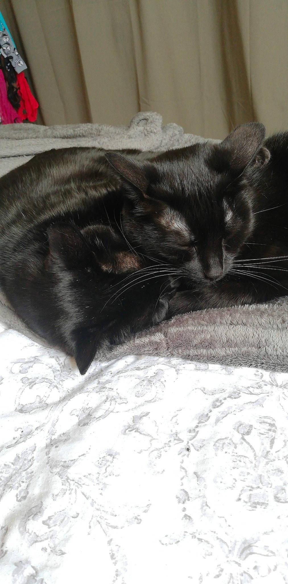 Newton a rejoint le concours — aidez-le/la à gagner de superbes lots ! asian, black, black_and_white, black_cat, carnivore, cat, domestic_short_haired_cat, ear, felidae, small_to_medium_sized_cats, snout, tail, whiskers