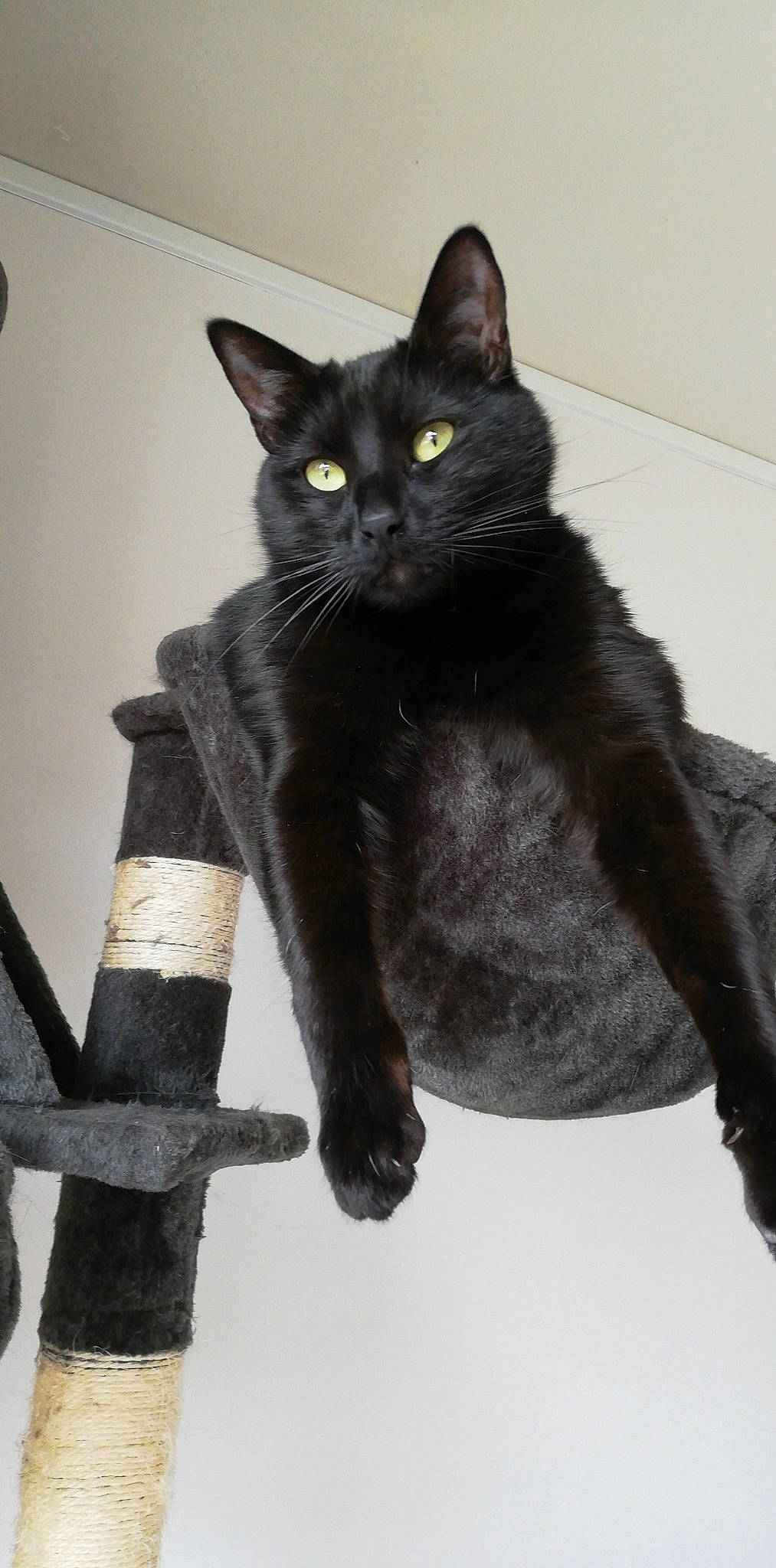 Newton a rejoint le concours — aidez-le/la à gagner de superbes lots ! asian, black_cat, bombay, british_shorthair, carnivore, cat, domestic_short_haired_cat, felidae, fur, korat, mammal, polydactyl_cat, small_to_medium_sized_cats, tail, vertebrate, whiskers