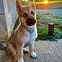 puppy, dog, blue_eyes, sunset, outdoor, sitting, stone_wall, grass, sunlight, nature, pet, young_dog, fur, ears, nose, paws, garden, backlight, animal, cute