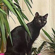 Syrius a rejoint le concours — aidez-le/la à gagner de superbes lots ! black_cat, cat, pet, animal, indoor, plant, green_leaves, pink_cushion, feline, alert, sitting, fur, whiskers, yellow_eyes, cozy, houseplant, domestic_animal, curious, nature_indoor, portrait