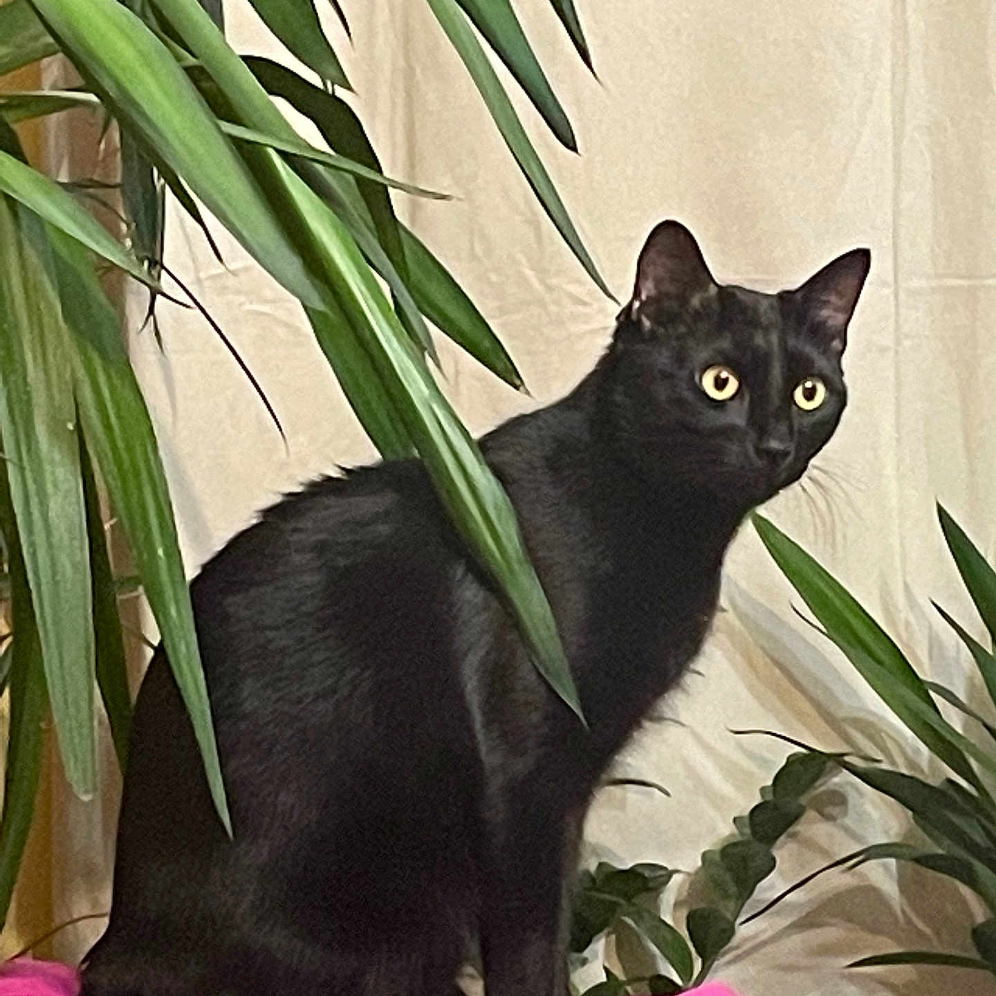 Syrius a rejoint le concours — aidez-le/la à gagner de superbes lots ! alert, animal, black_cat, cat, cozy, curious, domestic_animal, feline, fur, green_leaves, houseplant, indoor, nature_indoor, pet, pink_cushion, plant, portrait, sitting, whiskers, yellow_eyes