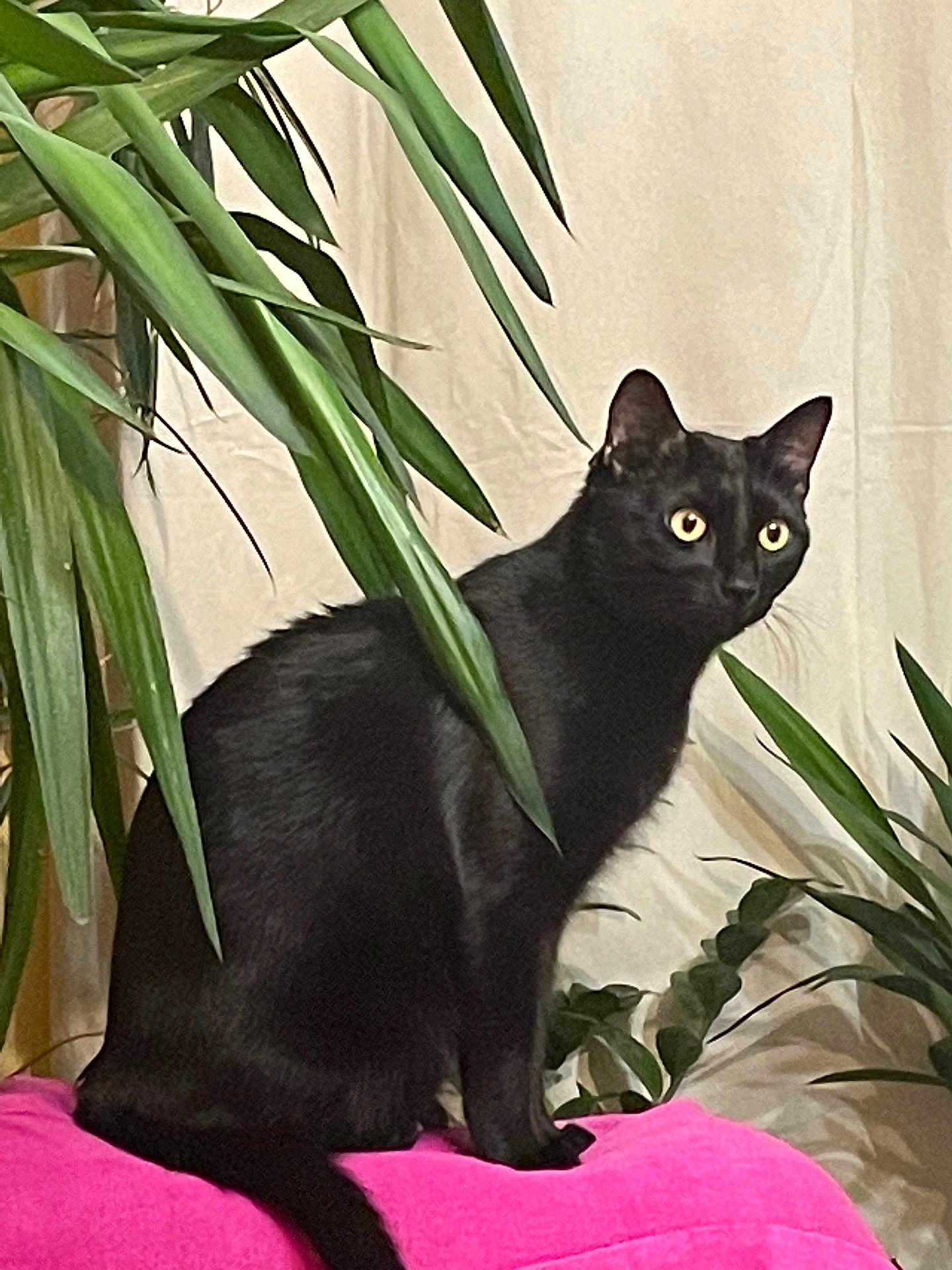 Syrius a rejoint le concours — aidez-le/la à gagner de superbes lots ! black_cat, cat, pet, animal, indoor, plant, green_leaves, pink_cushion, feline, alert, sitting, fur, whiskers, yellow_eyes, cozy, houseplant, domestic_animal, curious, nature_indoor, portrait
