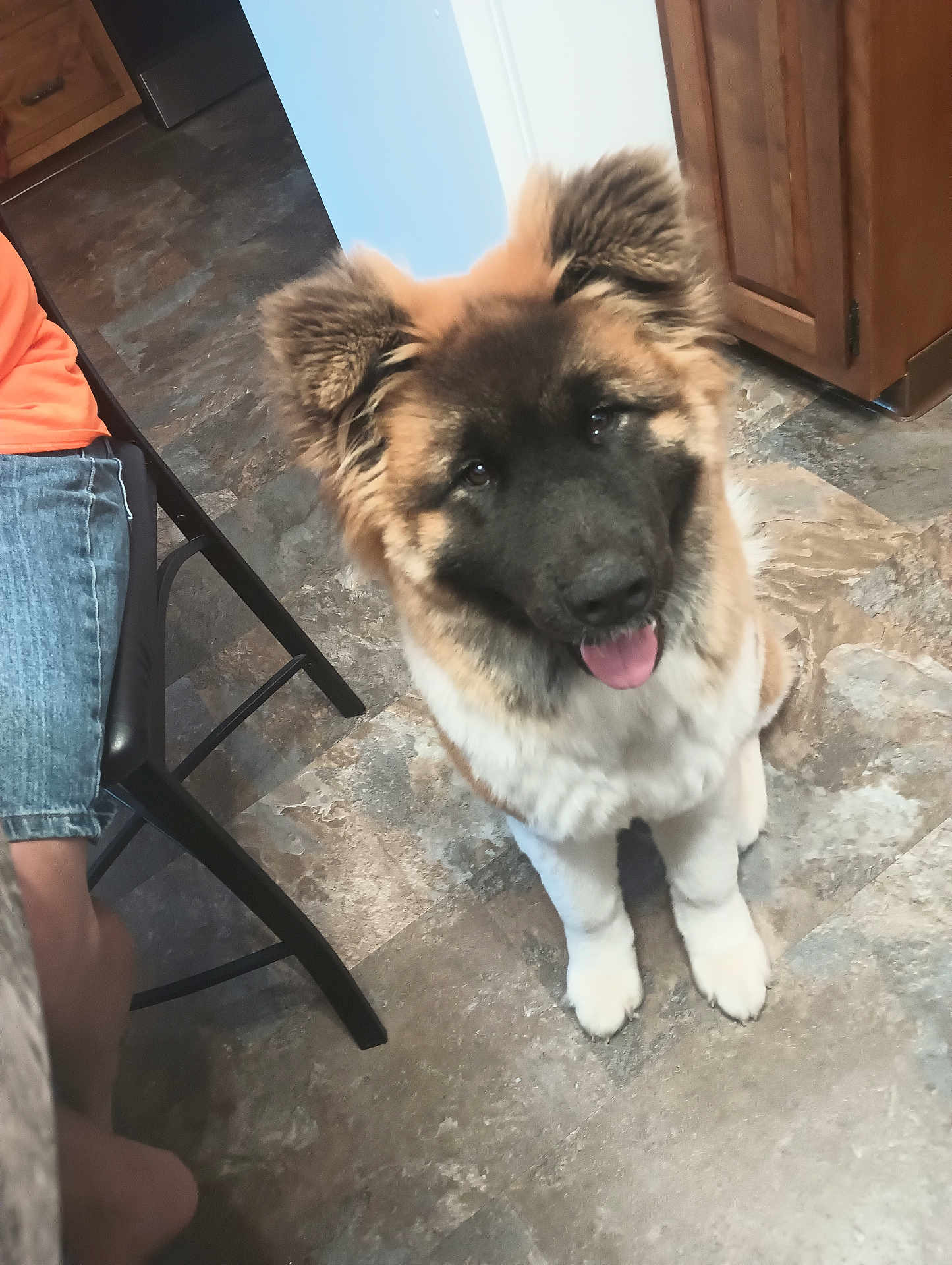 Kane is registered to the contest to win money with this photo: dog, puppy, indoor, floor, tile_floor, happy, tongue_out, brown_fur, black_fur, white_fur, ears, pet, canine, chair, person, jeans, orange_shirt, wooden_cabinet, home, looking_up
