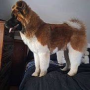 Kane is registered to the contest to win money with this photo: dog, large_dog, fluffy, bed, indoor, brown_and_white, tongue_out, pet, canine, furniture, mammal, guarding, bedroom, domestic_animal, standing, fur, tail, snout, ears, animal