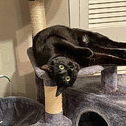 Bennie joined the competition — help win amazing prizes! black_cat, cat_tree, indoor, yellow_eyes, stretching, upside_down, feline, pet, cozy, gray_furniture, scratching_post, curious, relaxed, paw, whiskers, door, wall, home, animal, domestic_cat