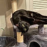 black_cat, cat_tree, indoor, yellow_eyes, stretching, upside_down, feline, pet, cozy, gray_furniture, scratching_post, curious, relaxed, paw, whiskers, door, wall, home, animal, domestic_cat