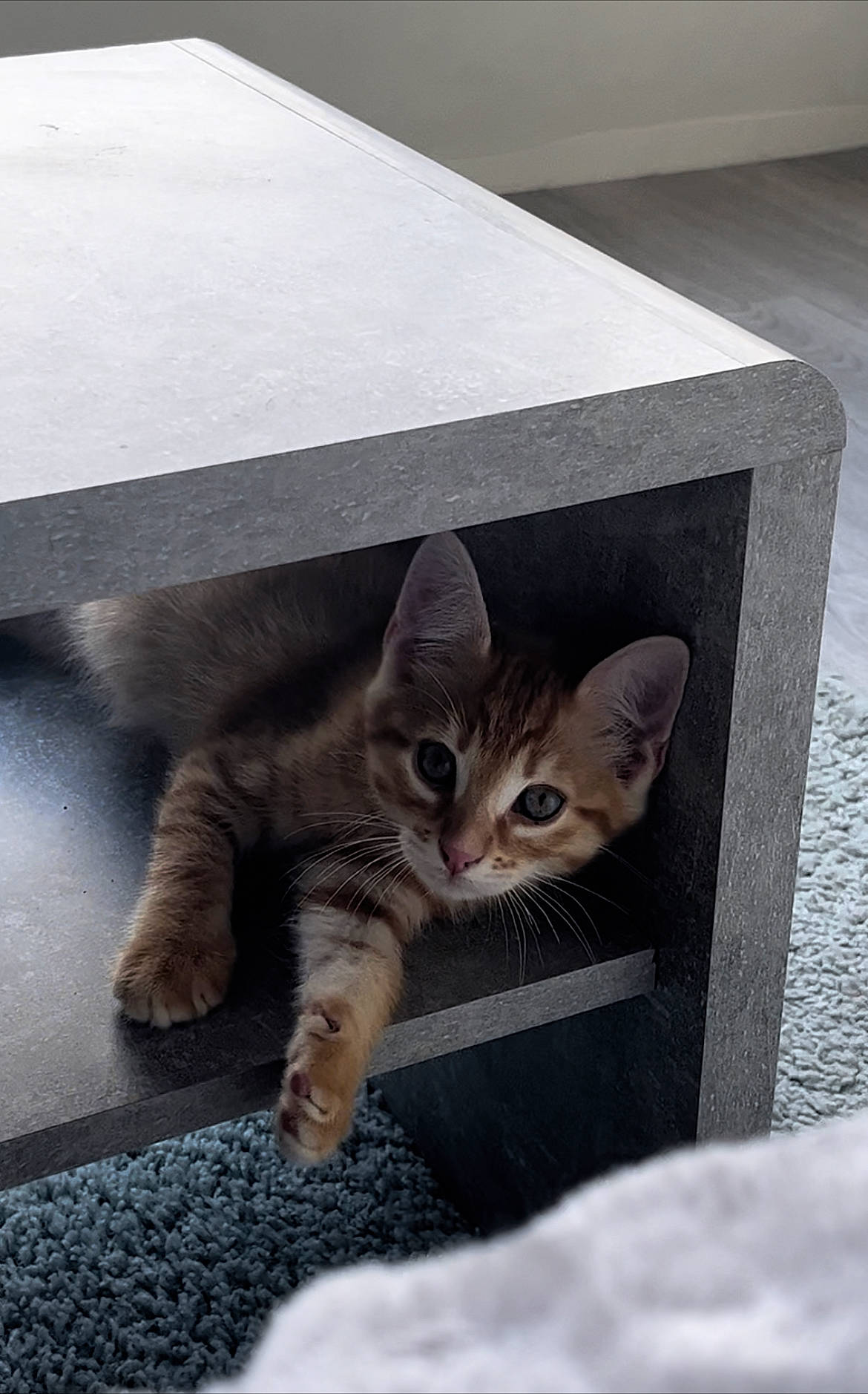 Garfield participe au concours pour gagner de l'argent avec cette photo : art, carnivore, cat, claw, concrete, domestic_short_haired_cat, felidae, flooring, fur, grey, paw, photo_caption, rectangle, road_surface, sitting, small_to_medium_sized_cats, snout, tail, whiskers, wood