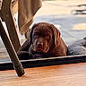 Vaghar a rejoint le concours — aidez-le/la à gagner de superbes lots ! puppy, dog, labrador, brown, indoor, floor, glass_door, wood_floor, pet, animal, cute, young, fur, relaxed, looking, natural_light, cozy, home, background, resting