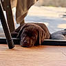 Vaghar participe au concours pour gagner de l'argent avec cette photo : puppy, dog, labrador, brown, floor, wooden_floor, indoor, resting, animal, pet, cute, young, closeup, portrait, looking, lying_down, domestic, fur, expression, soft_light