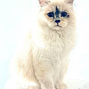 Azur participe au concours pour gagner de l'argent avec cette photo : cat, feline, pet, longhair, white_fur, blue_eyes, whiskers, sitting, portrait, closeup, fluffy, indoor, paws, soft_light, high_key, cute, looking_at_camera, studio_style, nose_mark, fur