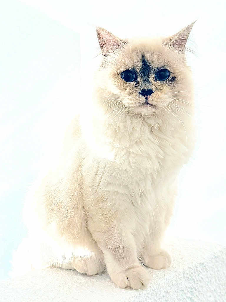 Azur participe au concours pour gagner de l'argent avec cette photo : cat, feline, pet, longhair, white_fur, blue_eyes, whiskers, sitting, portrait, closeup, fluffy, indoor, paws, soft_light, high_key, cute, looking_at_camera, studio_style, nose_mark, fur