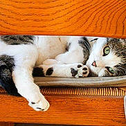 Yoko a rejoint le concours — aidez-le/la à gagner de superbes lots !