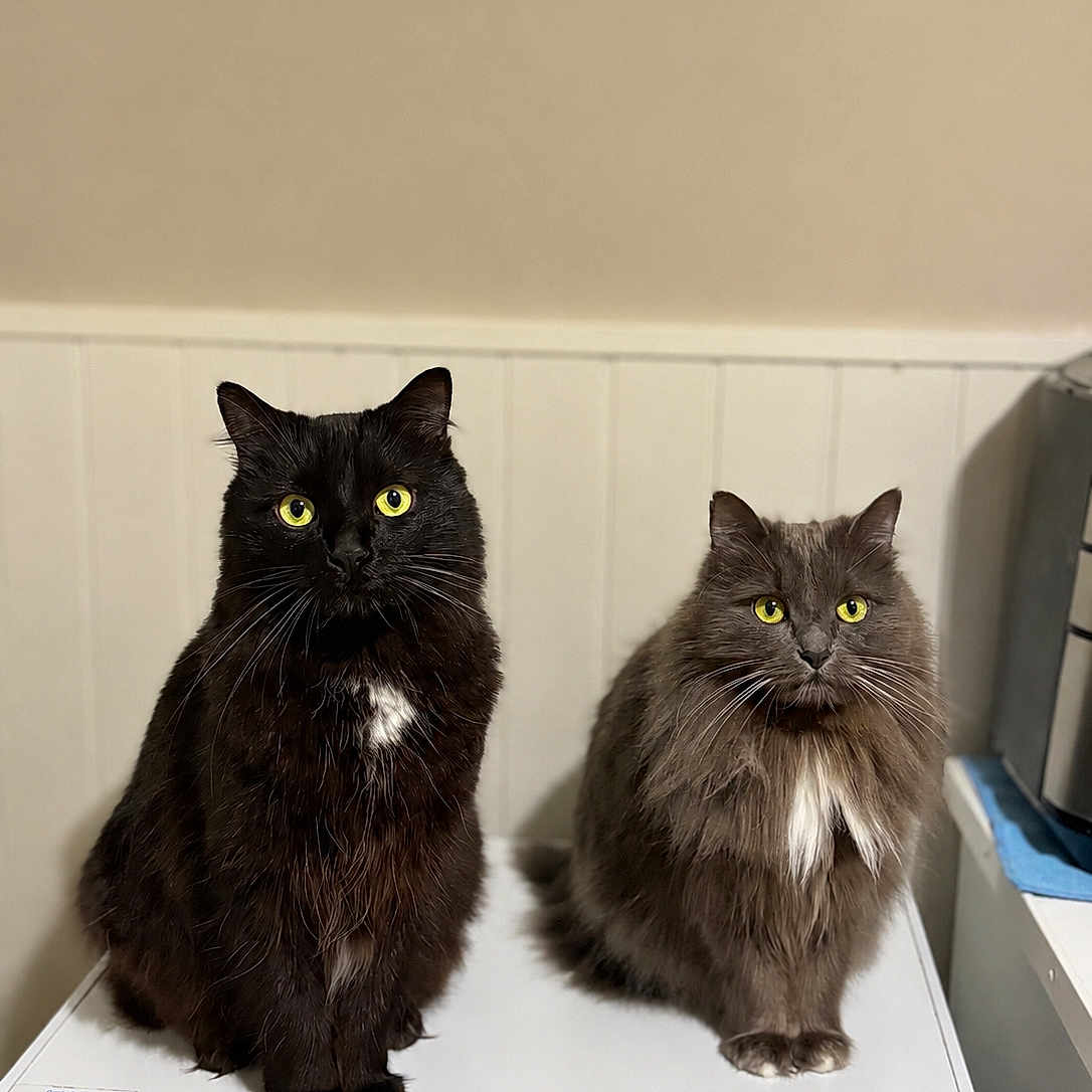Mya Et Timy