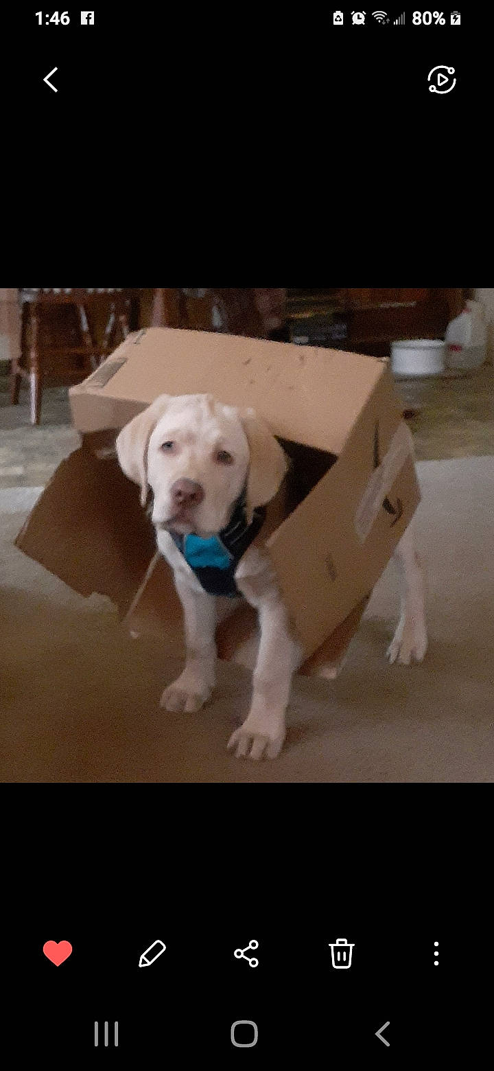 Remi is registered to the contest to win money with this photo: carnivore, collar, companion_dog, dog, dog_breed, dog_collar, dog_supply, fashion_accessory, fawn, floor, flooring, hardwood, paw, pet_supply, retriever, snout, sporting_group, tail, wood, working_animal