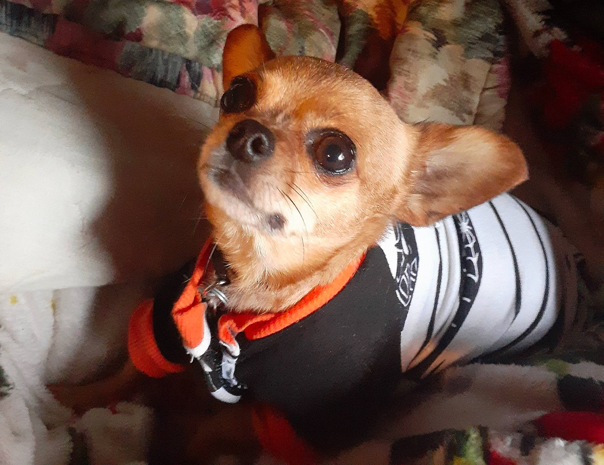 Itty-bitty is registered to the contest to win money with this photo: canidae, carnivore, collar, companion_dog, costume_hat, dog, dog_breed, dog_clothes, dog_collar, dog_supply, ear, fawn, fur, head, snout, sporting_group, toy_dog, whiskers, working_animal