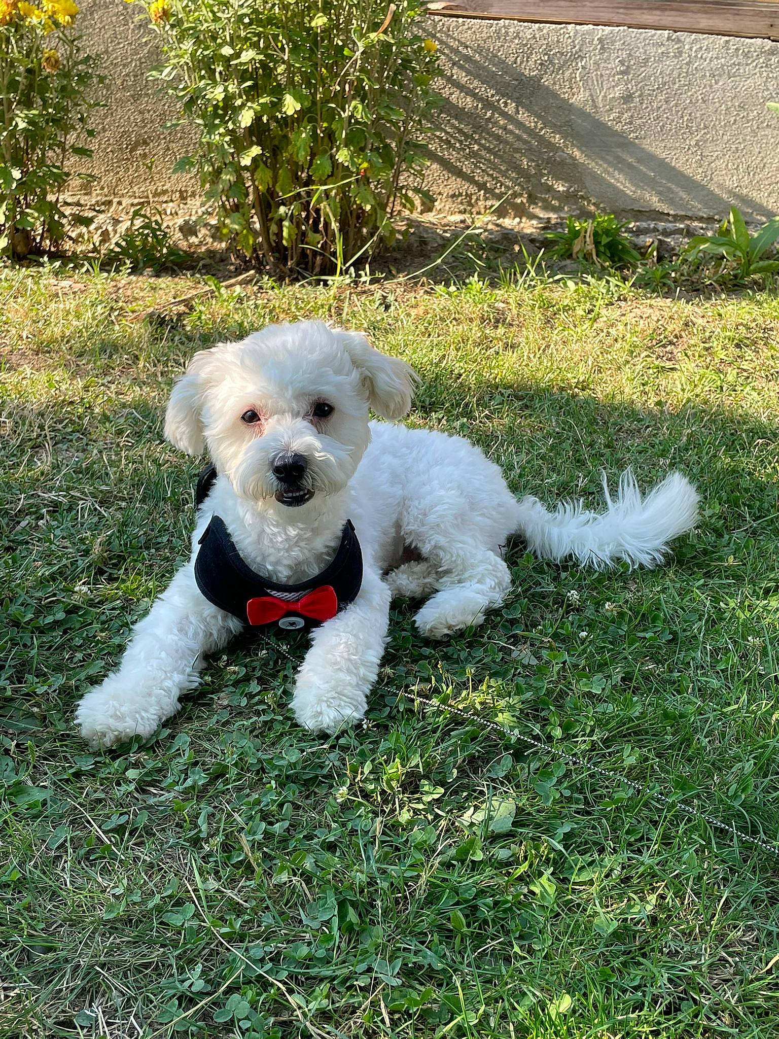 Toto participe au concours pour gagner de l'argent avec cette photo : bichon, canidae, carnivore, cockapoo, companion_dog, dog, dog_breed, dog_collar, grass, labradoodle, maltepoo, plant, poodle, poodle_crossbreed, puppy, snout, sporting_group, terrier, toy_dog, water_dog