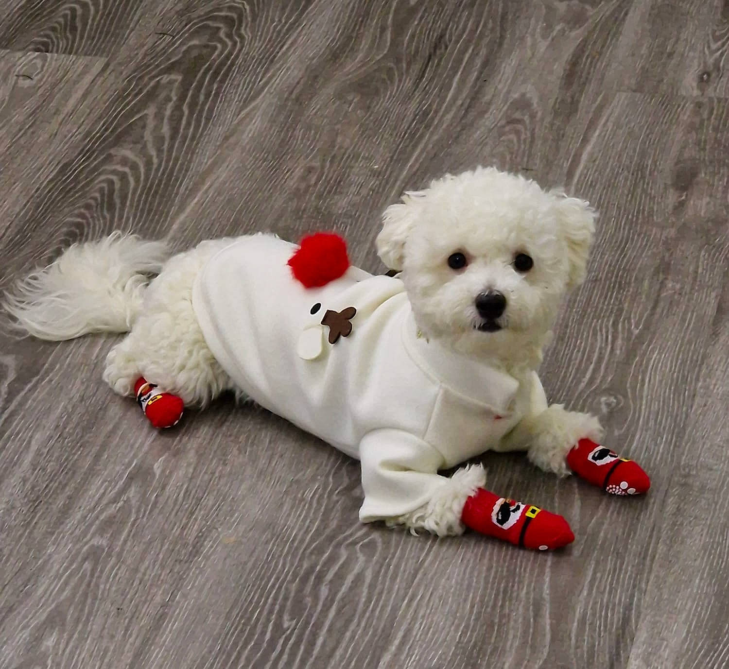 Toto participe au concours pour gagner de l'argent avec cette photo : bow_tie, canidae, carmine, carnivore, companion_dog, dog, dog_breed, dog_clothes, dog_supply, fawn, flooring, fur, glasses, plush, sporting_group, stuffed_toy, sunglasses, toy, toy_dog, wood