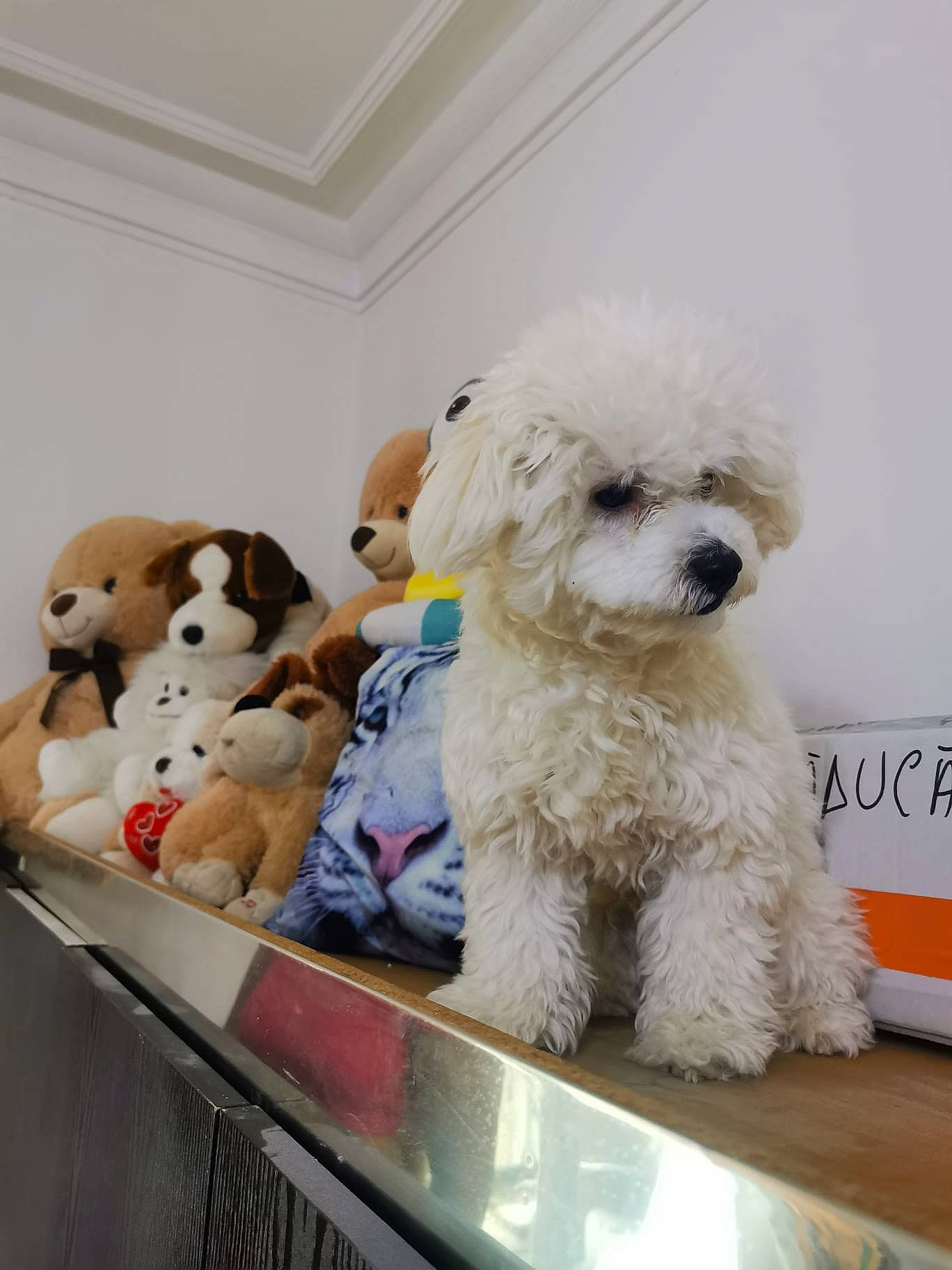 Toto participe au concours pour gagner de l'argent avec cette photo : canidae, carnivore, companion_dog, dog, dog_breed, dog_clothes, dog_supply, fur, labradoodle, mammal, pet_supply, poodle, small_terrier, snout, sporting_group, stuffed_toy, terrier, toy, toy_dog, water_dog