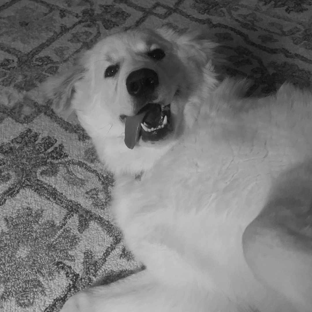 Sophie joined the competition — help win amazing prizes! animal, ball, bodypart, canine, cockerspaniel, couch, dog, eskimodog, furniture, goldenretriever, hound, husky, mouth, person, pet, puppy, sport, teeth, tennis, whitedog