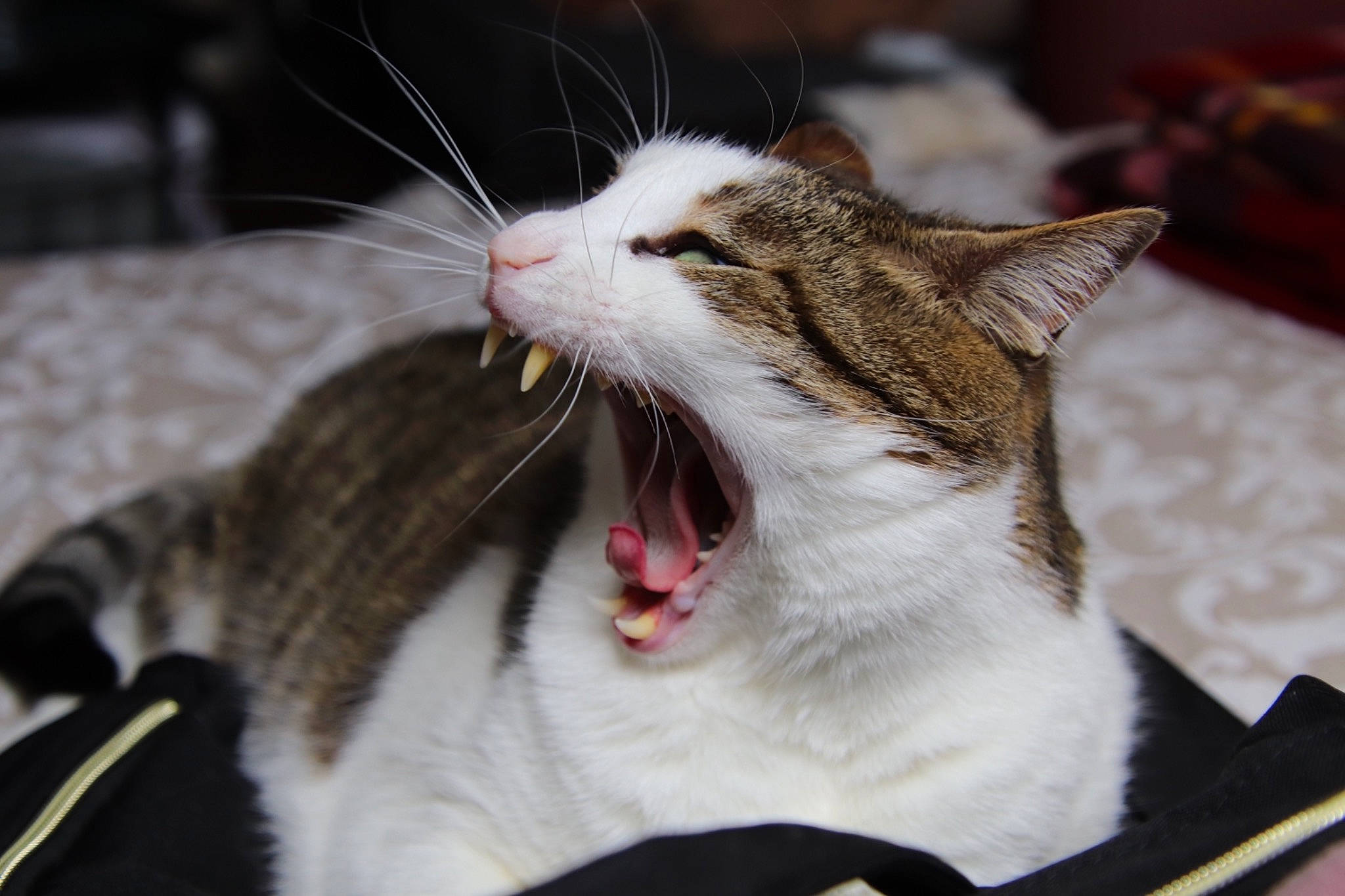 Casimir participe au concours pour gagner de l'argent avec cette photo : carnivore, cat, claw, close_up, collar, domestic_short_haired_cat, fang, felidae, foot, fur, grass, paw, roar, small_to_medium_sized_cats, snout, terrestrial_animal, tooth, whiskers, wildlife, yawn
