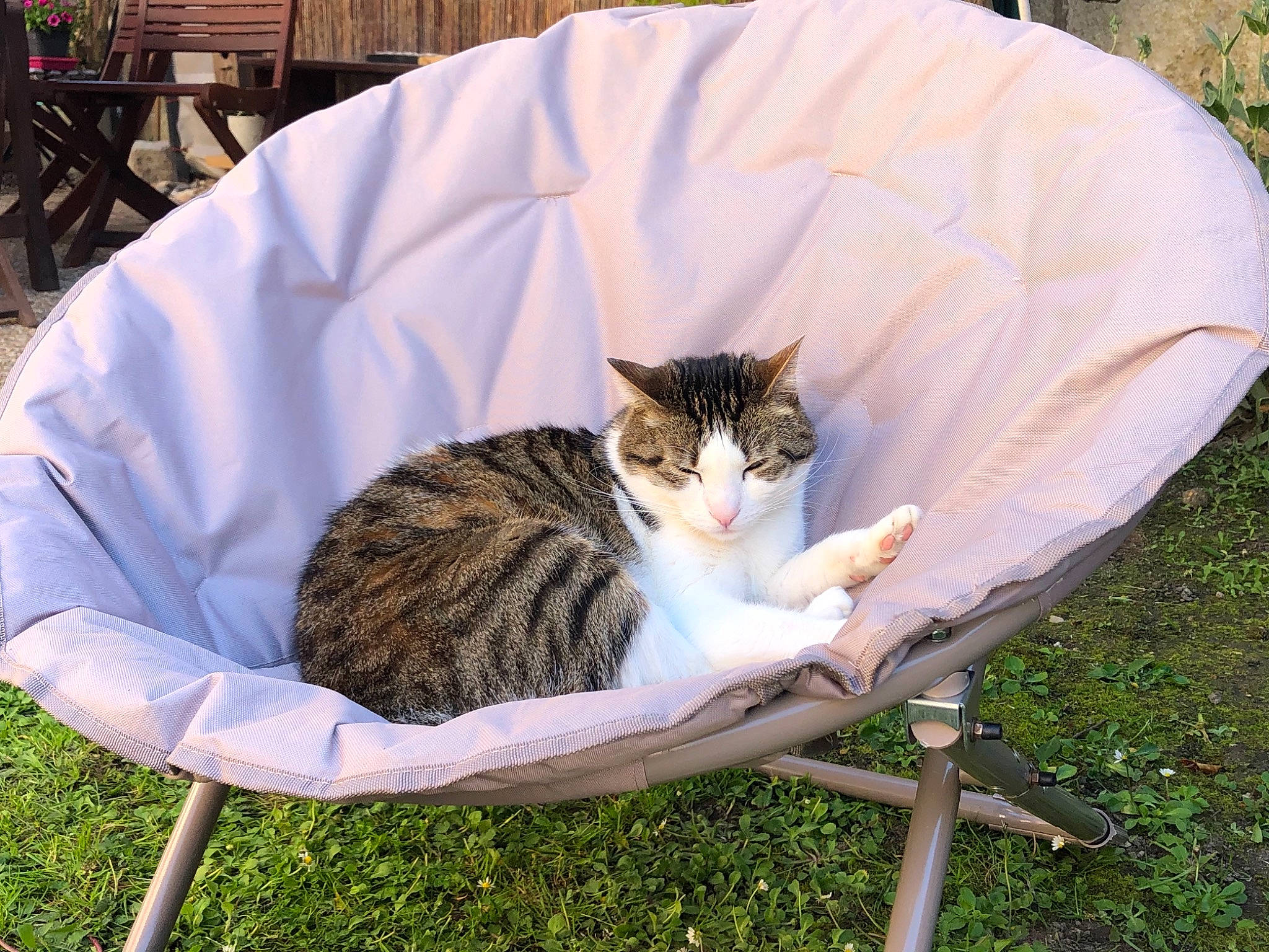 Casimir participe au concours pour gagner de l'argent avec cette photo : carnivore, cat, comfort, domestic_short_haired_cat, fawn, felidae, fur, grass, linens, mammal, plant, sitting, small_to_medium_sized_cats, snout, tail, terrestrial_animal, vertebrate, wheel, whiskers, wood