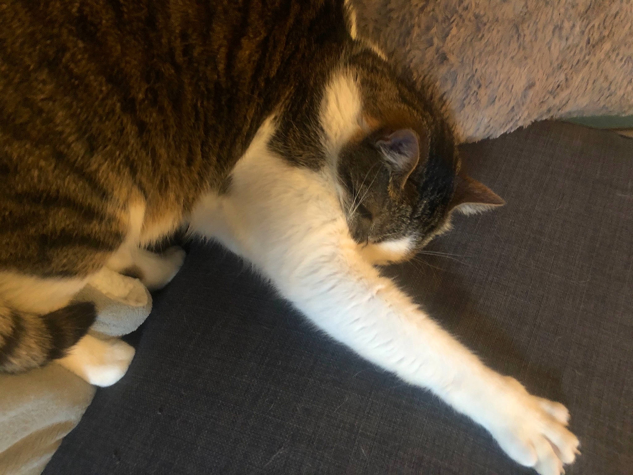 Casimir a rejoint le concours — aidez-le/la à gagner de superbes lots ! carnivore, cat, claw, comfort, domestic_short_haired_cat, felidae, flooring, fur, human_leg, paw, small_to_medium_sized_cats, snout, tail, terrestrial_animal, whiskers, wood