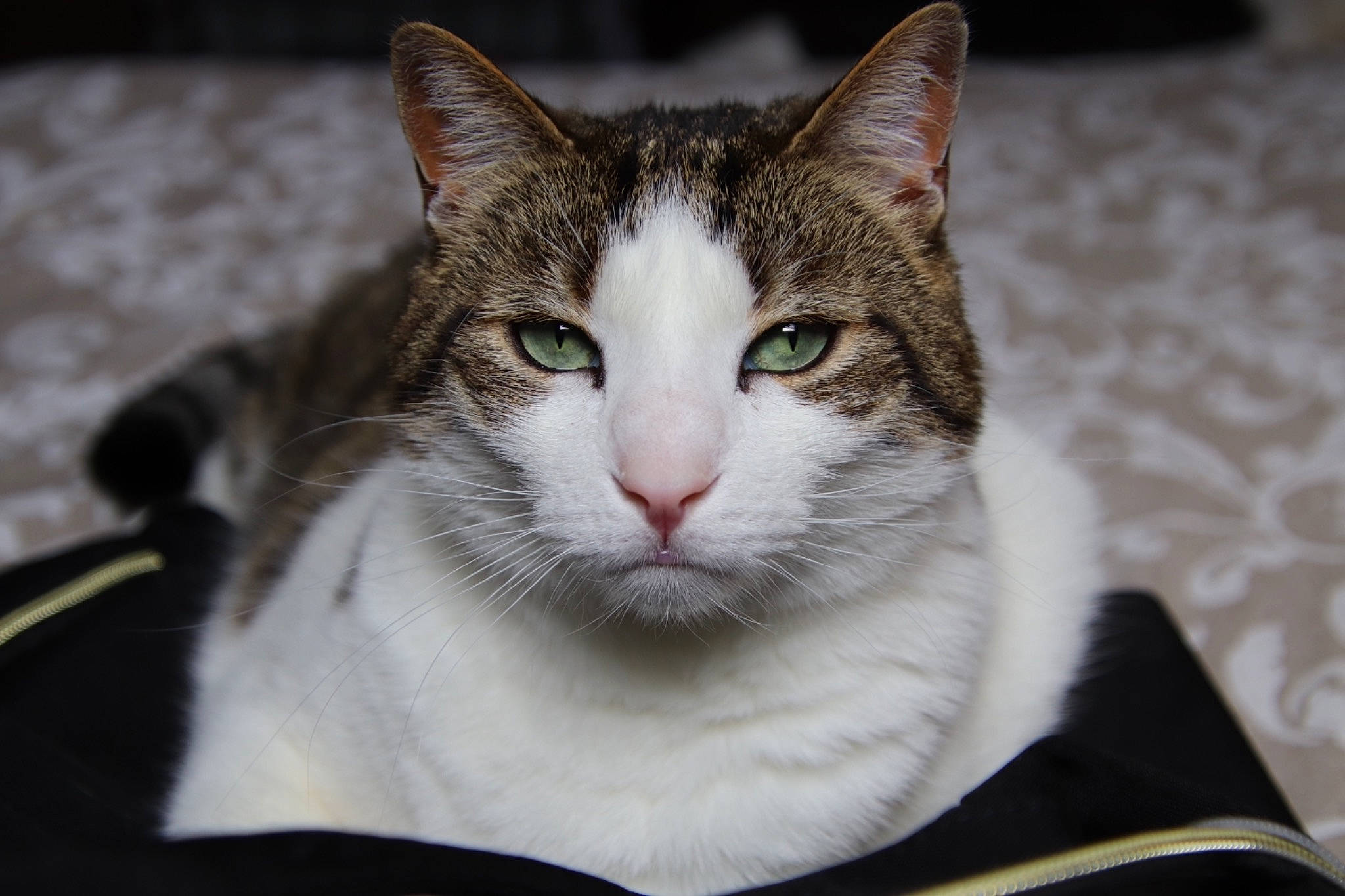 Casimir participe au concours pour gagner de l'argent avec cette photo : box, carnivore, cat, cat_furniture, domestic_short_haired_cat, felidae, fur, iris, paw, small_to_medium_sized_cats, snout, tail, tree, whiskers