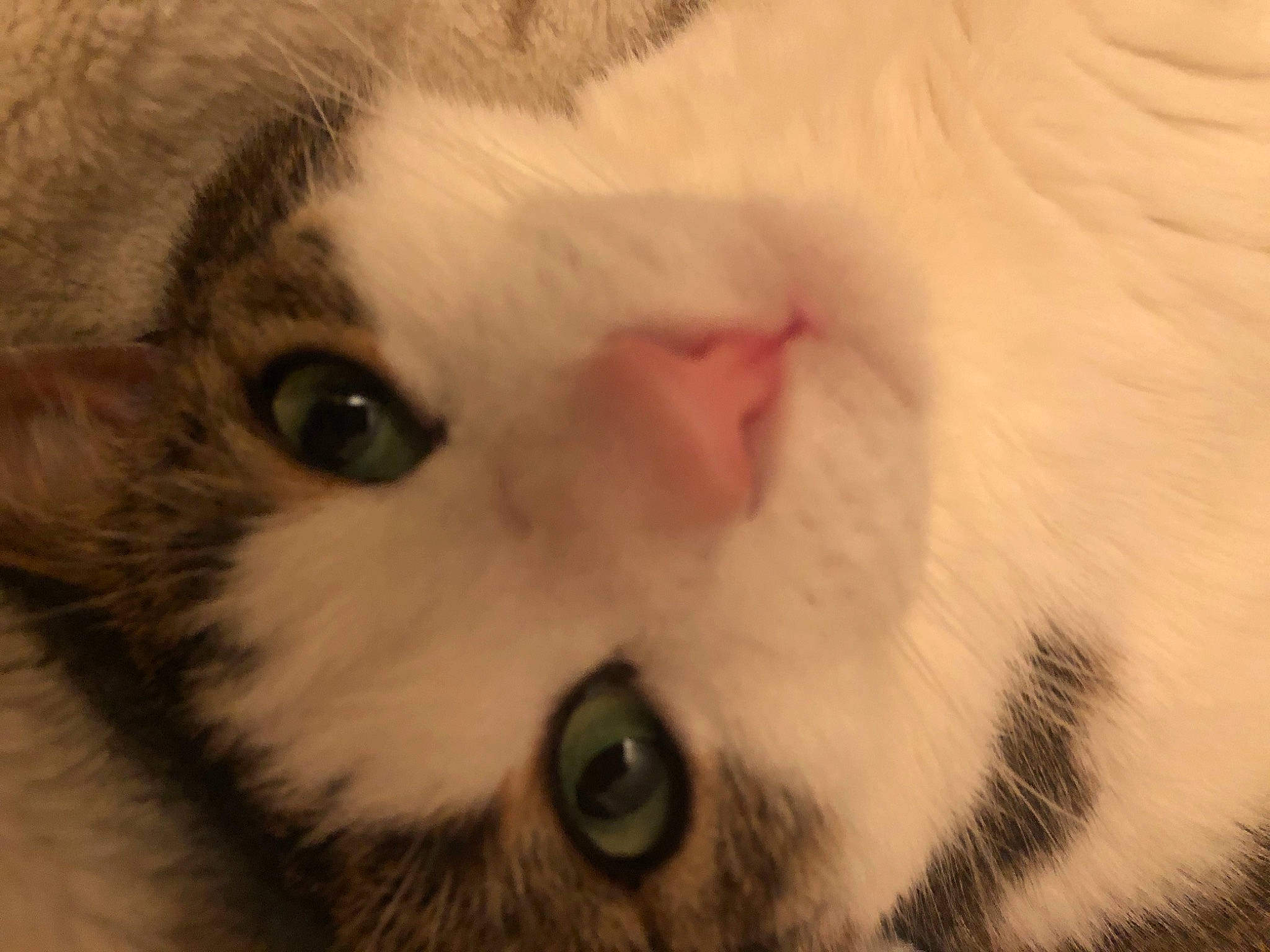 Casimir participe au concours pour gagner de l'argent avec cette photo : carnivore, cat, claw, close_up, domestic_short_haired_cat, ear, eyelash, fawn, felidae, fur, hair, human_body, iris, nose, paw, small_to_medium_sized_cats, snout, terrestrial_animal, whiskers