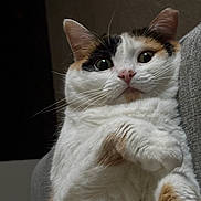 Litterose is registered to the contest to win money with this photo: cat, calico, pet, animal, fur, white, orange, black, whiskers, ears, eyes, closeup, cute, indoor, portrait, feline, soft, paw, expression, domestic
