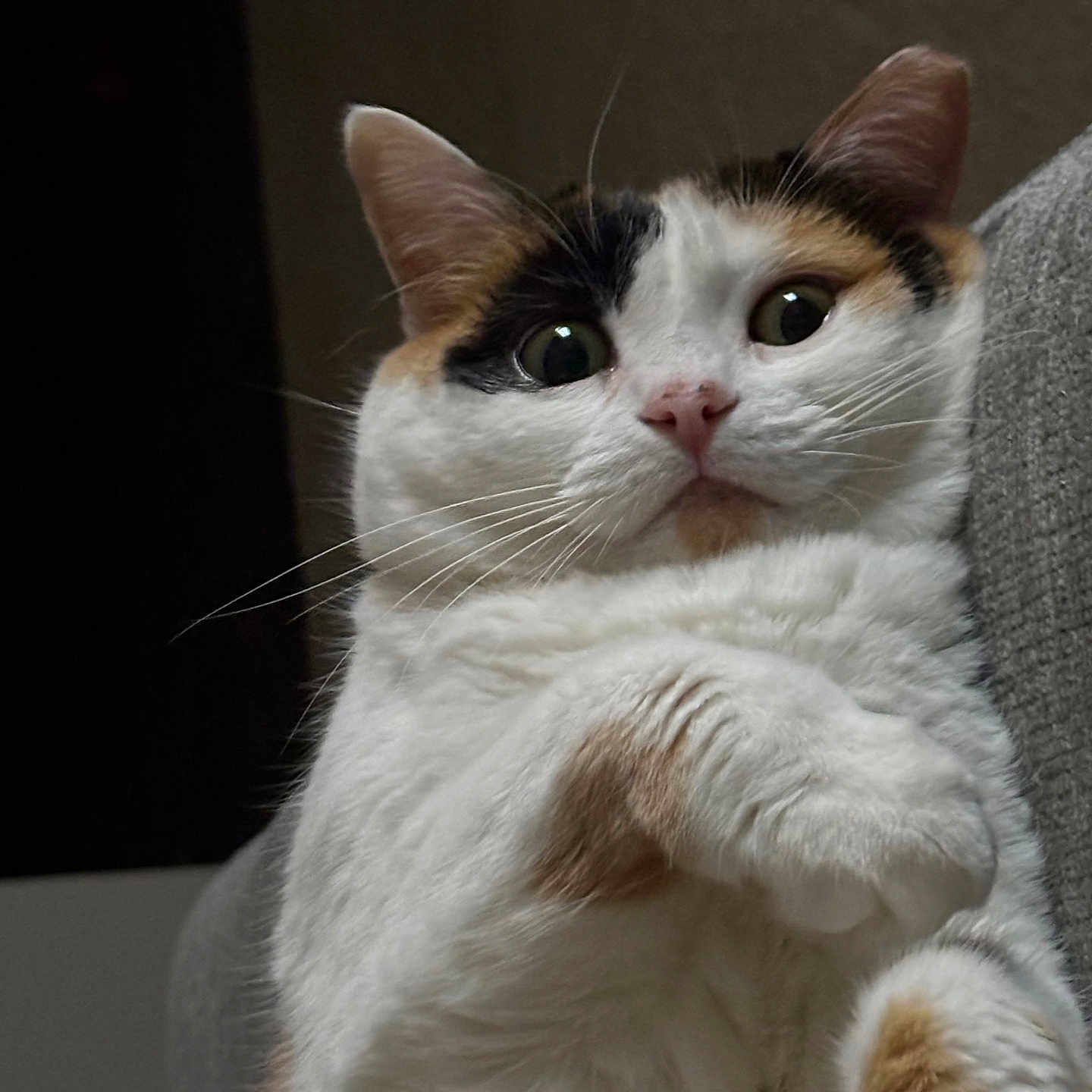 Litterose is registered to the contest to win money with this photo: animal, black, calico, cat, closeup, cute, domestic, ears, expression, eyes, feline, fur, indoor, orange, paw, pet, portrait, soft, whiskers, white